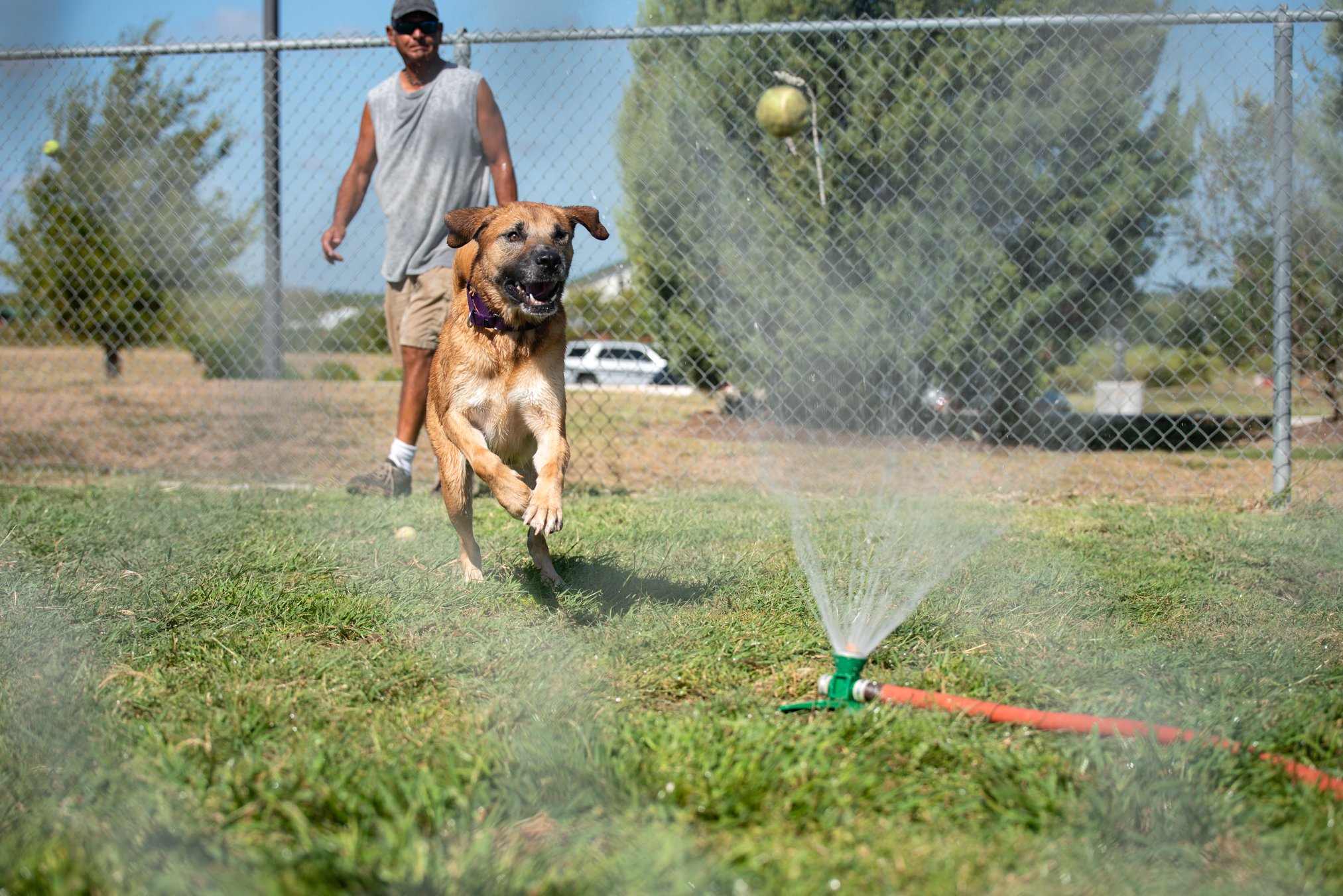 Dog playing in sprinkler with volunteer
