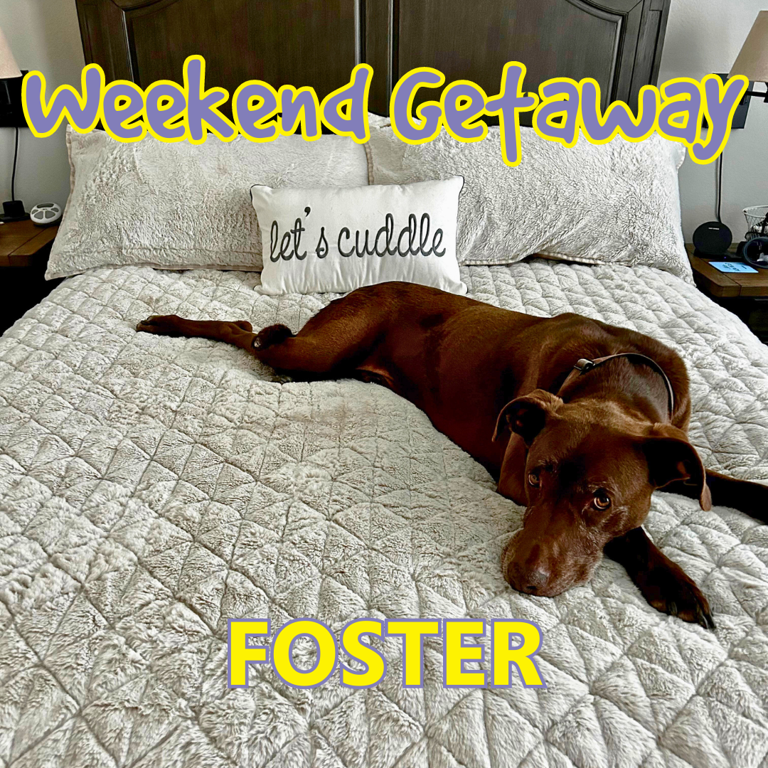 Brown dog laying on off-white bed, with a pillow that says Let's Snuggle. Image graphic says Weekend Getaway Foster