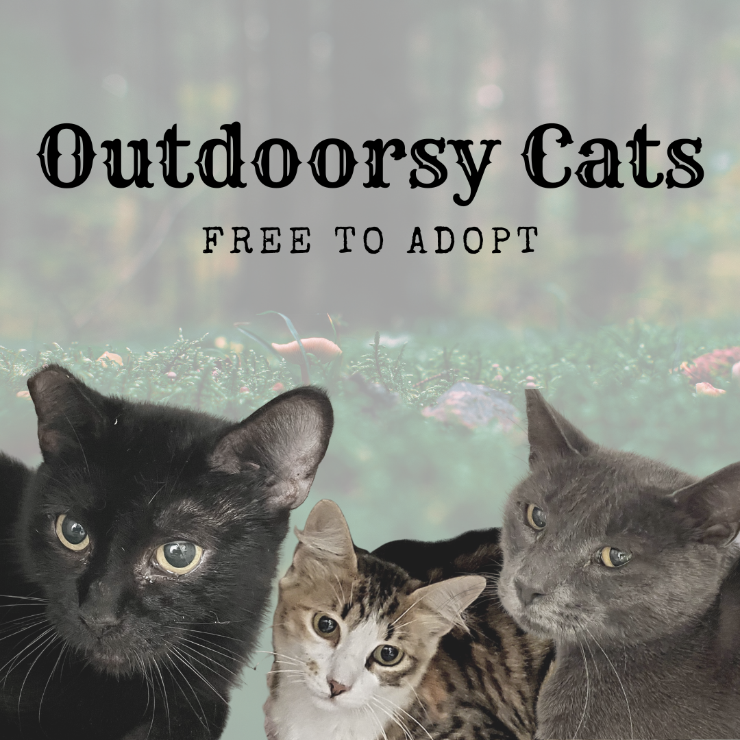 Outdoorsy Cat Triplets